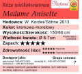 cechy róży wielkokwiatowej Madame Anisette.png