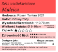 cechy róży wielkokwiatowej Maleica.png