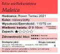 cechy róży wielkokwiatowej Maleica.png
