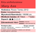 cechy róży wielkokwiatowej Mary Ann.png