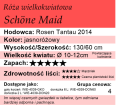 cechy róży wielkokwiatowej Schöne Maid.png