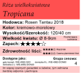 cechy róży wielkokwiatowej Tropicana