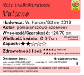 cechy róży wielkokwiatowej Vulcano