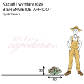wymiary róży miniaturowej BIENENWEIDE APRICOT.png