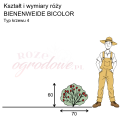wymiary róży miniaturowej BIENENWEIDE BICOLOR