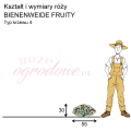 wymiary róży miniaturowej BIENENWEIDE FRUITY.png
