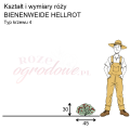 wymiary róży miniaturowej BIENENWEIDE HELLROT.png