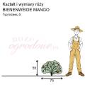 wymiary róży miniaturowej BIENENWEIDE MANGO