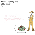 wymiary róży miniaturowej CHARMANT.png