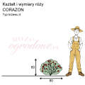 wymiary róży miniaturowej CORAZON