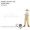 wymiary róży miniaturowej Honeymilk