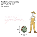 wymiary róży miniaturowej Lavender Ice