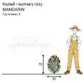 wymiary róży miniaturowej MANDARIN