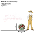 wymiary róży miniaturowej Pinocchio