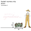 wymiary róży miniaturowej ROXY.png