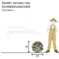 wymiary róży miniaturowej SCHNEEKUSSCHEN