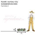 wymiary róży miniaturowej SONNENROSCHEN.png