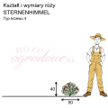 wymiary róży miniaturowej Sternenhimmel
