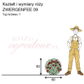 wymiary róży miniaturowej ZWERGENFEE 09.png