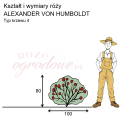 wymiary_kształt_róży_ALEXANDER VON HUMBOLDT.png
