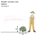 wymiary_kształt_róży_AMICA.png