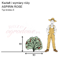 wymiary_kształt_róży_ASPIRIN ROSE.png
