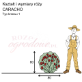 wymiary_kształt_róży_CARACHO.png