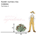 wymiary_kształt_róży_CUBANA.png