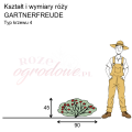 wymiary_kształt_róży_GARTNERFREUDE.png