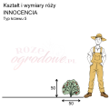wymiary_kształt_róży_INNOCENCIA.png