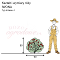 wymiary_kształt_róży_IWONA.png