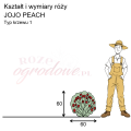 wymiary_kształt_róży_JOJO PEACH.png