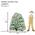 wymiary_kształt_róży_JUANITA.png