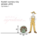 wymiary_kształt_róży_KESSE LIPPE.png