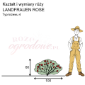 wymiary_kształt_róży_LANDFRAUEN ROSE.png