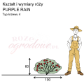 wymiary_kształt_róży_PURPLE RAIN.png