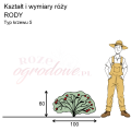 wymiary_kształt_róży_RODY.png