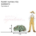 wymiary_kształt_róży_SORRENTO.png