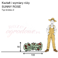 wymiary_kształt_róży_SUNNY ROSE.png