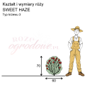 wymiary_kształt_róży_SWEET HAZE.png