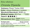 cechy róży rabatowej Orienta Djamila.png
