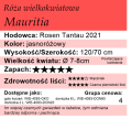 cechy róży rabatowej Mauritia