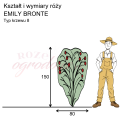 wymiary róży angielskiej EMILY BRONTE