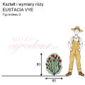 wymiary róży angielskiej EUSTACIA VYE
