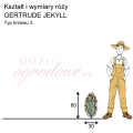 wymiary róży angielskiej GERTRUDE JEKYLL