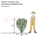 wymiary róży angielskiej GOLDEN CELEBRATION.png