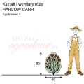 wymiary róży angielskiej Imogen