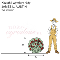 wymiary róży angielskiej JAMES L. AUSTIN.png