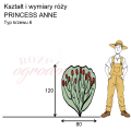 wymiary róży angielskiej PRINCESS ANNE.png