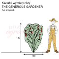 wymiary róży angielskiej THE GENEROUS GARDENER.png